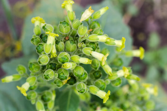Top view of blooming tobacco plant of species Nicotiana rustica