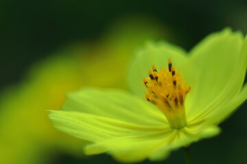 秋風に揺れて咲く