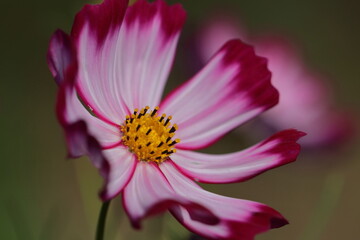 Obraz premium 秋風に揺れて咲く