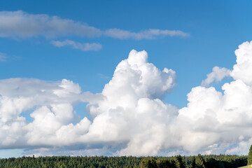 Blue sky with clouds and a strip of green fir trees