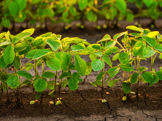Green soybean plants at agricultural farm field