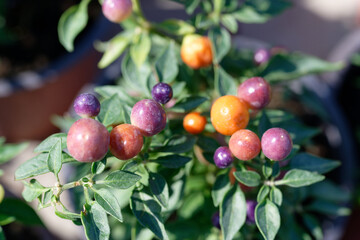 Capsicum-annuum-Ornamental-Pepper-Hot-Pops-Purple