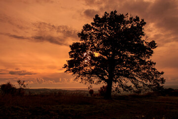 Fototapeta na wymiar beautiful sunset in the wood