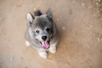 Akita Japan puppy sitting on ground and looking up to the camera