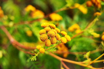 Branch of yellow mimosa on background of greenery