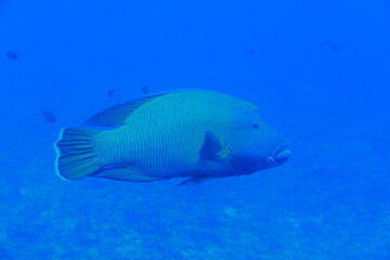 Naklejka premium Scuba diving at Blue corner in Palau. Diving on the reefs of the Palau archipelago.