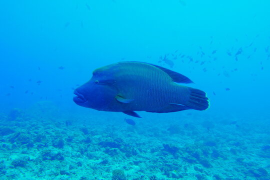 Scuba diving at Blue corner in Palau. Diving on the reefs of the Palau archipelago. © Optimistic Fish