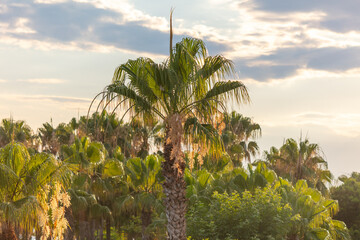 Palm trees at sunset. nature