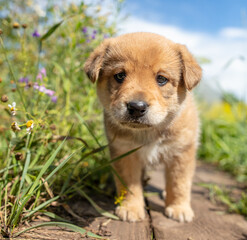 Naklejka na ściany i meble Portrait of a small puppy in the grass