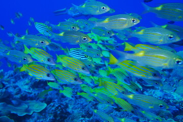 Scuba diving at Blue corner in Palau. Diving on the reefs of the Palau archipelago.