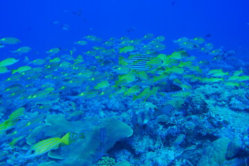 Scuba diving at Blue corner in Palau. Diving on the reefs of the Palau archipelago.