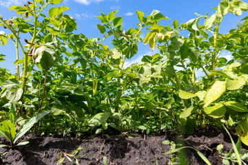 Green potato leaves against the blue sky.