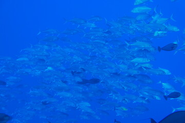 Fototapeta na wymiar Scuba diving at Blue corner in Palau. Diving on the reefs of the Palau archipelago.