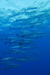Scuba diving at Blue corner in Palau. Diving on the reefs of the Palau archipelago.