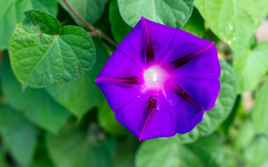 Blue flower morning glow on a climbing plant.