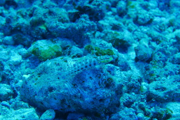 Scuba diving at Blue corner in Palau. Diving on the reefs of the Palau archipelago.