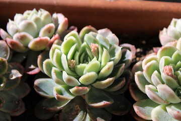 pianta grassa giardino