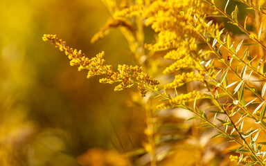 Yellow flowers on a plant in autumn.