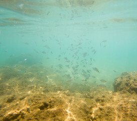 A school of fish swims in the sea.