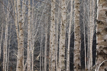 겨울 자작나무 숲