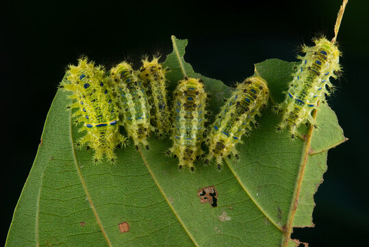 Nettle caterpillar parasa lepida on a leaf