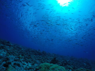 Scuba diving at Blue corner in Palau. Diving on the reefs of the Palau archipelago.