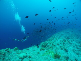 Obraz na płótnie Canvas Scuba diving at Blue corner in Palau. Diving on the reefs of the Palau archipelago.