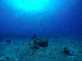 Scuba diving at Blue corner in Palau. Diving on the reefs of the Palau archipelago.