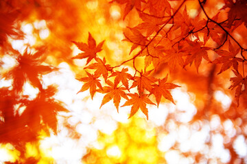 Naklejka na ściany i meble 行楽シーズンの秋に楽しむ真っ赤な紅葉