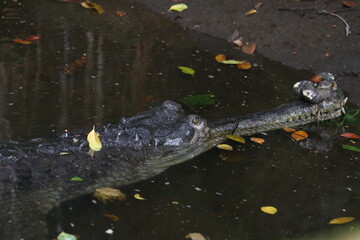 Indian Gharial