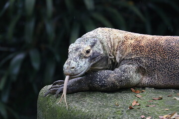 Komodo Dragon