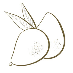 illustration contour line sketch green edible fruit tree ambarella or polynesian plum tree closeup design elements natural style packaging