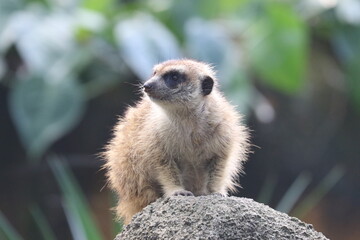 Fototapeta premium Meerkats