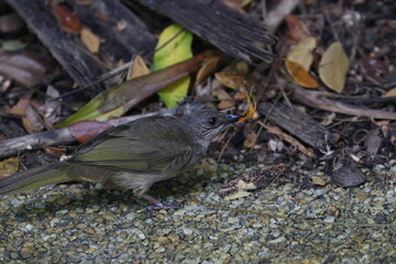 Olive winged Bulbul