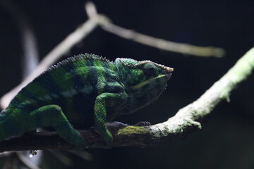 Panther Chameleon