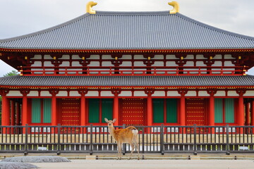 中金堂の前にいるメス鹿