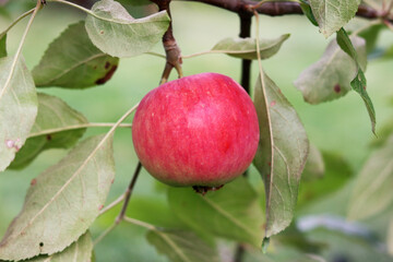 Ripe red apple in the garden on a branch. Eco farm and harvest concept. selective focus
