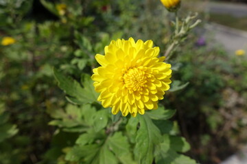 Close view of one yellow flower of Chrysanthemum in October