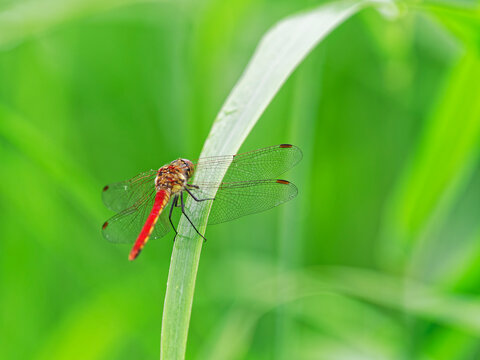 赤とんぼ の画像 9 185 件の Stock 写真 ベクターおよびビデオ Adobe Stock