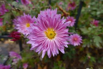 Obraz premium Bright pink flowers of four Chrysanthemums in November