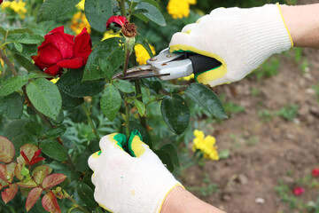 Pruning dried roses. Autumn work in the garden. Hands and secateurs in gloves. selective focus