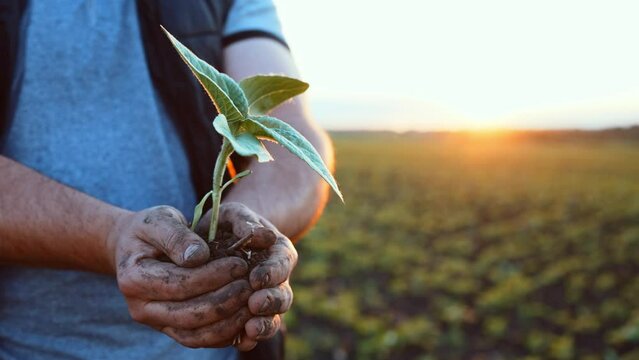 Close-up view from below young plant seedling in ground in hands of smiling man. Gardening and growing trees and sprouts. Farmer cares grows plant. Outdoor clear sky in nature. Agriculture ecology.