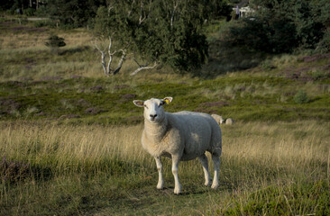 Obraz premium Sheep in green nordic meadow