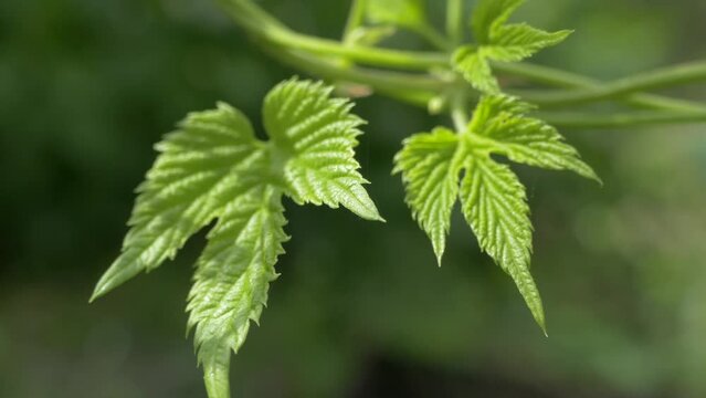 Green young leaves of hops or grapes. A plant that curls on a green background of nature.