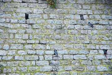 An old vintage wall made of white brick with birds. Texture or background.