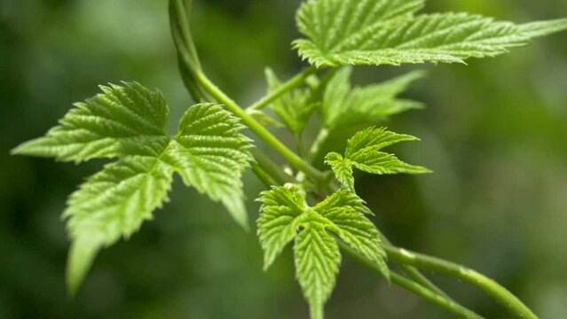 Green young leaves of hops or grapes. A plant that curls on a green background of nature.