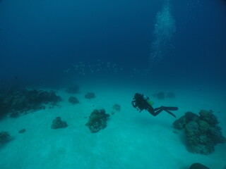 Scuba diving at German chanel with Manta ray in Palau. Diving on the reefs of the Palau archipelago.