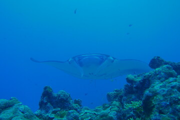 Fototapeta na wymiar Scuba diving at German chanel with Manta ray in Palau. Diving on the reefs of the Palau archipelago.