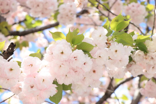 淡いピンク色の一葉桜