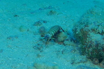 Scuba diving at German chanel with Manta ray in Palau. Diving on the reefs of the Palau archipelago.